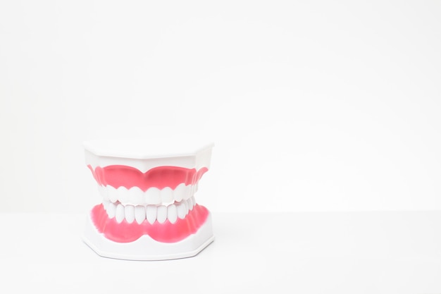 Artificial Model Teeth on white background of dental care demonstration