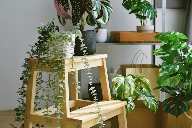 写真 造花家のインテリアと空気浄化のための屋内熱帯自然観葉植物窓際のリビングルームの緑のコーナー