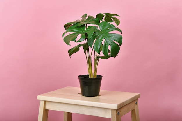 Artificial plant, Philodendron monstera planted black pot over pink wall, Indoor tropical tree for home and office decoration.