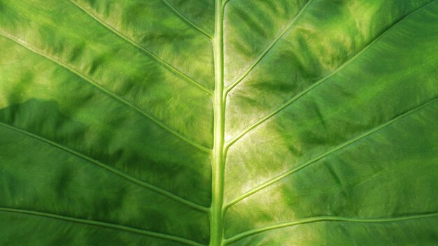 사진 인공 플라스틱 패턴 녹색 잎은 추상적인 원활한 배경에 대한 질감을 남 ⁇ 니다. 작업을 위한 아름다운 패턴 공간. 빈티지 벽지 클로즈업. 수평.