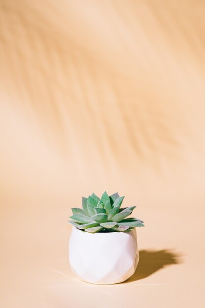 Artificial succulent house plant in pot