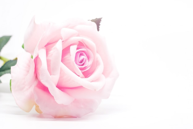 Foto rosa artificiale di rosa dolce per la decorazione su bianco