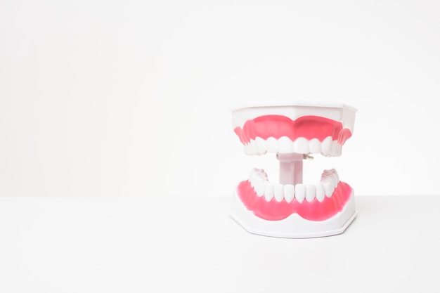 Модель искусственных зубов на белом столе
