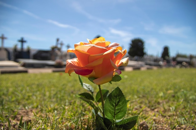 Искусственная текстильная роза на лужайке кладбища. Концепция искусственных вещей.