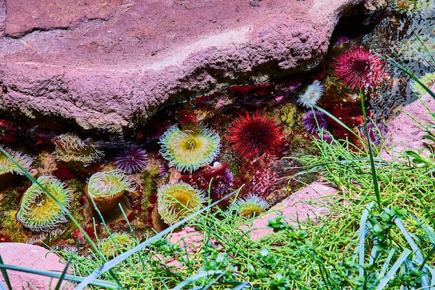 Foto piscina di marea artificiale con ricci rossi e viola vivaci con anemone di mare gialle