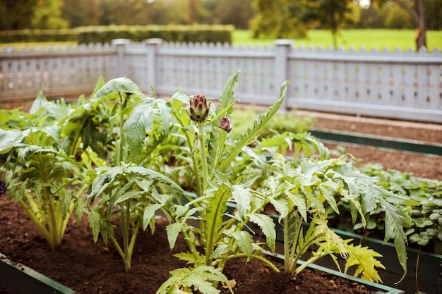 Artisjok op de bedden in de tuin