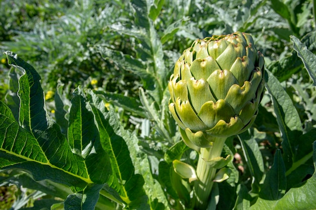 Artisjok veld. Artisjok plant groeit in moestuin. Urla / Izmir / Turkije