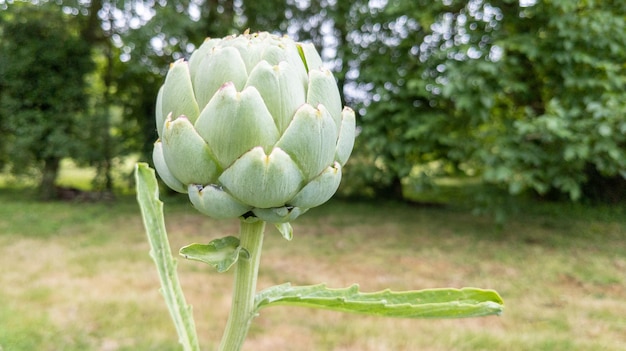 Artisjokgroen plantdetail in een tuin