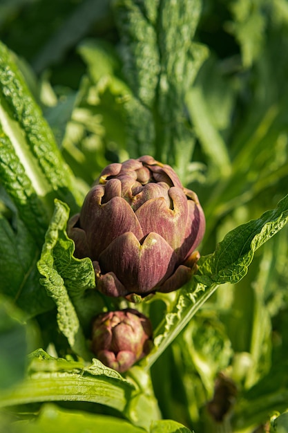 Artisjokplant De artisjok groeit in de tuin bij de agrarische boerderij Persoonlijke huistuin biologische teelt eco boerderij natuurlijke landbouw terug naar de natuur Terugschakelen