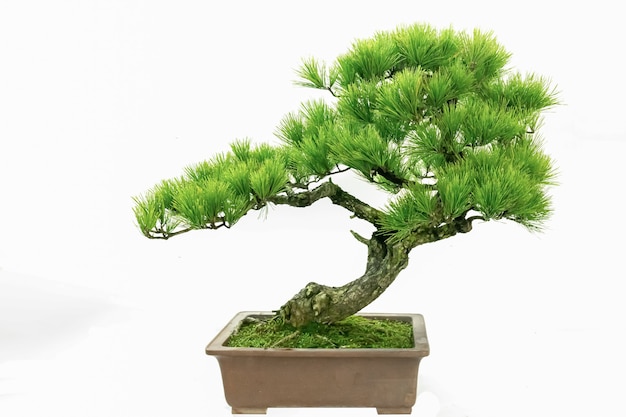 Artistic Chinese potted green plants on a white background