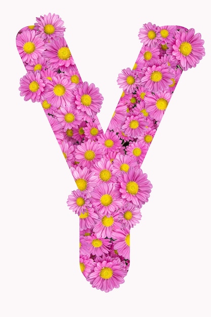 Artistic Letter Y alphabet with pink chrysanthemum flowers