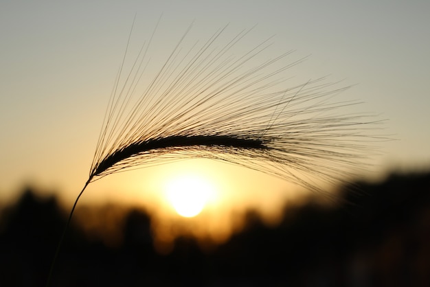 太陽ととげのある草の助けを借りて日没時に作成された芸術的な外観