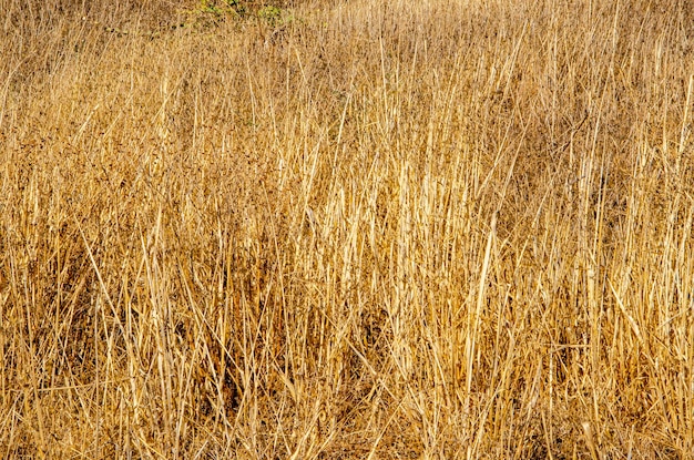 Artistic photography of nature Dry grassland and flowers Top view delonix Regia Krishnachura