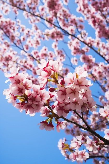 澄んだ青い空を背景に低い角度から桜の花を芸術的に撮影する