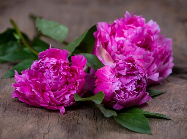 Natura morta artistica con peonie rosa su sfondo scuro