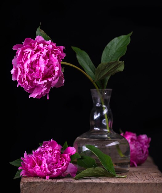 Artistic still life with pink peonies in vase on a dark background