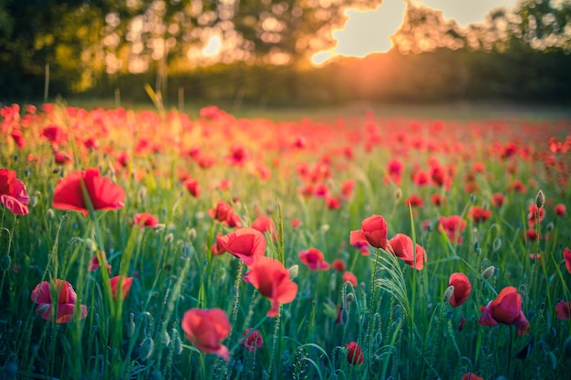 芸術的な夏のポピーの花がぼやけた森のフィールドの風景平和でリラックスできる自然のクローズアップ