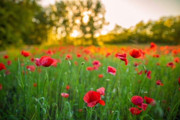 Artistic summer poppy flowers blurred forest field landscape Peaceful relaxing nature closeup