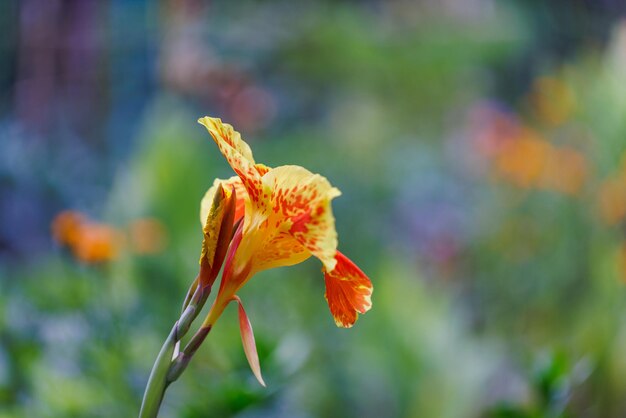 Artistieke tropische bloementuin, wazig kleurrijk bloemenpatroon. Zonnige tuin close-up