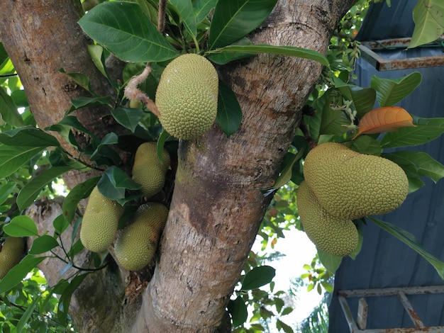 The Artocarpus integer fruits growing or sprouting on the branches