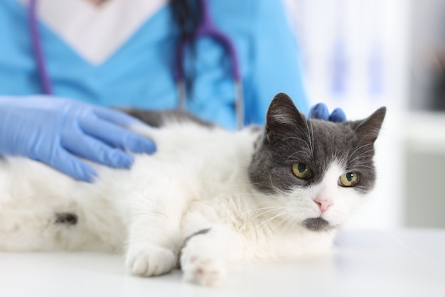 Arts in rubberen handschoenen kat aaien op tafel van veterinaire kliniek