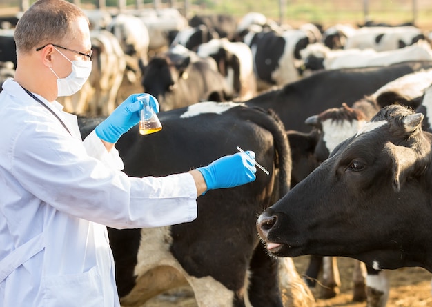 Arts lichamelijk onderzoek van dieren op de boerderij