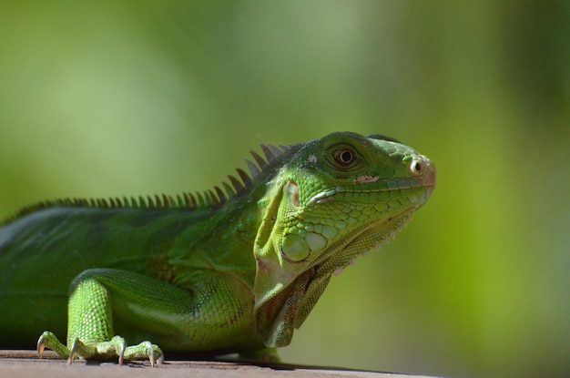 Aruba's groene leguaan hangt in de zon.