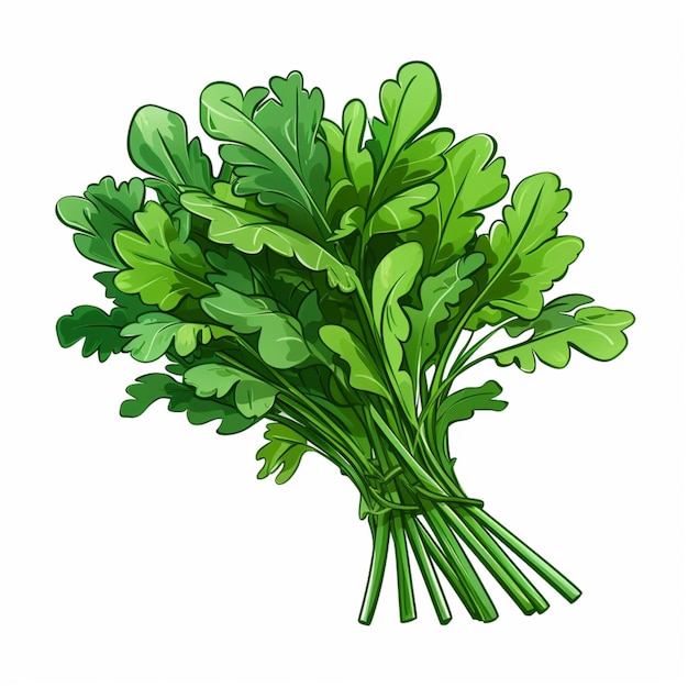 Arugula 2d vector illustration cartoon in white background