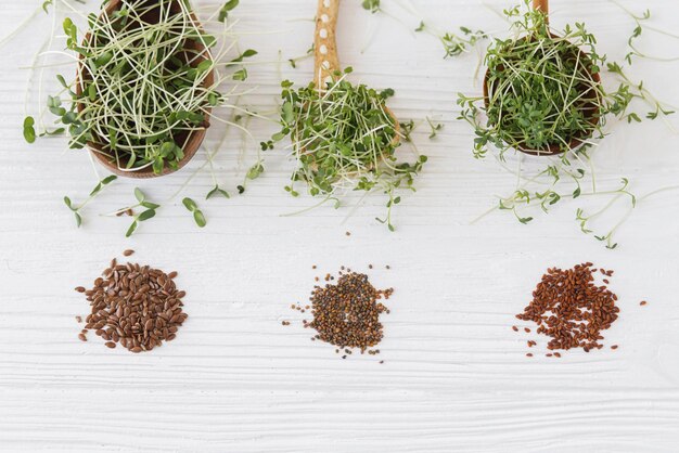 Photo arugula basil flax watercress microgreen on wooden and ceramic spoon and seeds top view