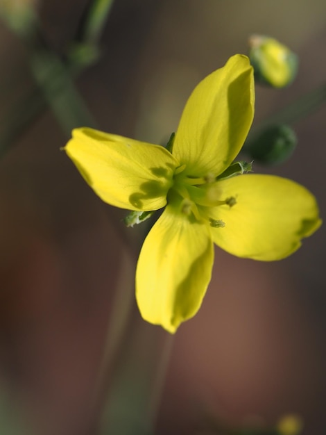 arugula flower in the autumn garden