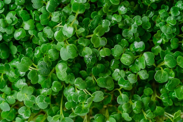 Arugula micro greens green background. Top view.