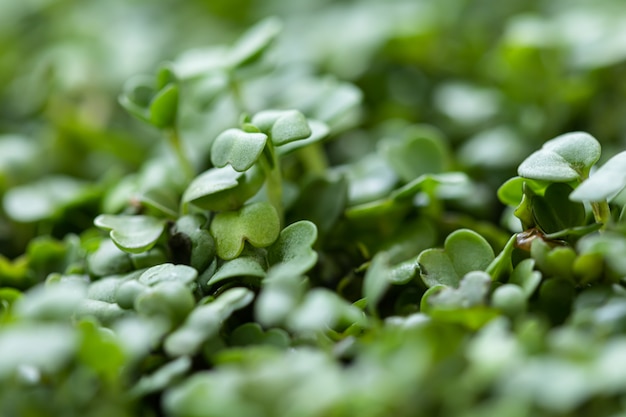 Arugula microgreens.