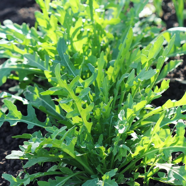 Photo arugula plant growing in organic vegetable garden