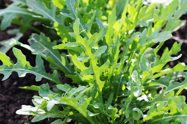 Photo arugula plant growing in organic vegetable garden