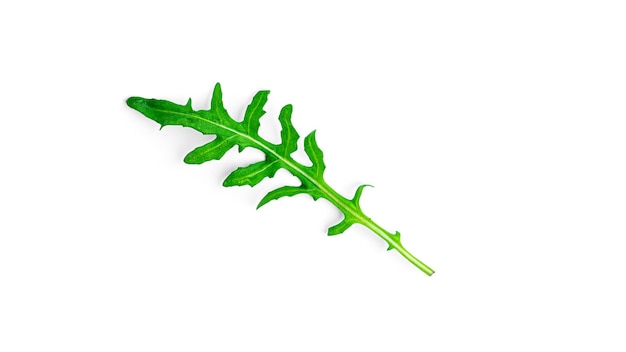 Arugula on white background. High quality photo