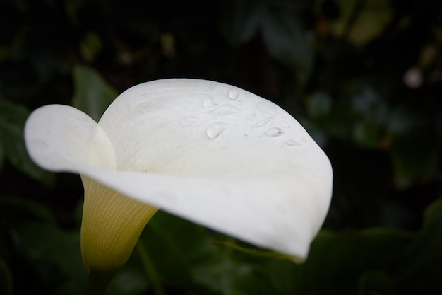 Arum lelie witte en gele bloem met waterdruppels op een donkere achtergrond