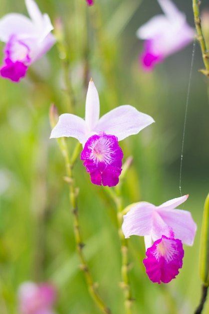 Foto arundina graminifolia