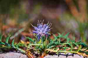 Photo the arzolla thistle, cardillo, is a species of the asteraceae family.