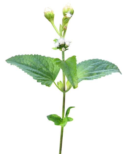 Photo as a medicinal plant ageratum conyzoides or goatweed is widely used by many traditional cultures