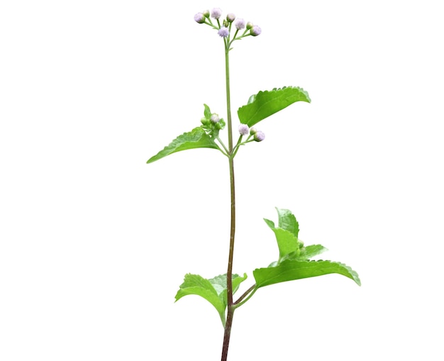 As a medicinal plant Ageratum conyzoides or goatweed is widely used by many traditional cultures