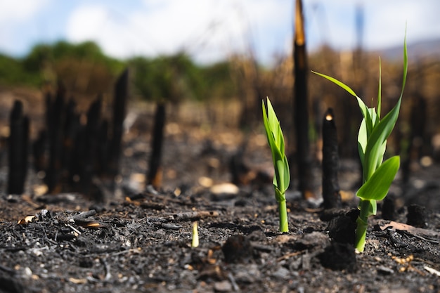 As van een verbrand veld, bloeiend na verbranding