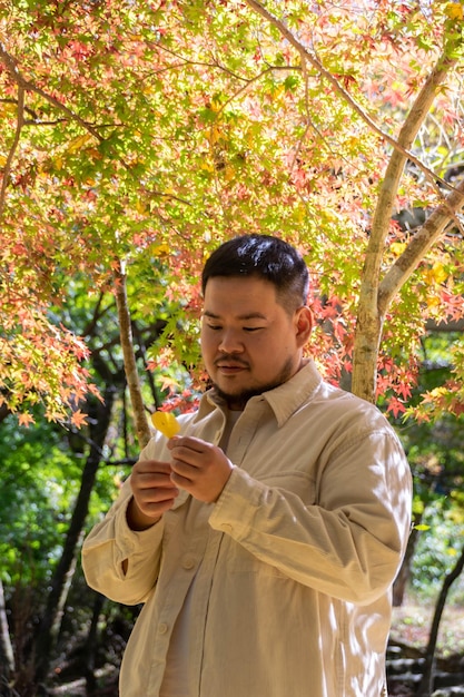 Asain man holding golden ginkgo in hand with background natural view of ginko tree with color change in autumn fall season into golden yellow color