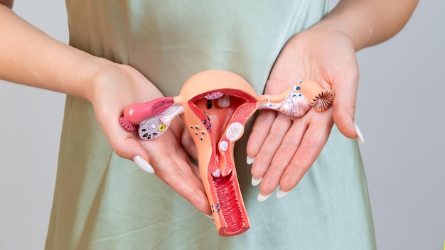 Asain woman holds model of female reproductive system in the hands Help and care concept