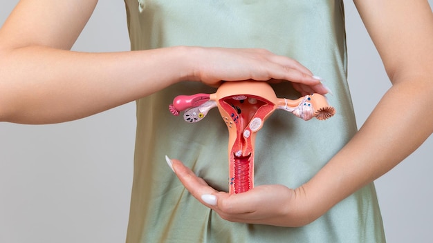 Asain woman holds model of female reproductive system in the hands Help and care concept