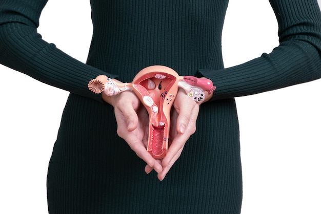 Photo asain woman holds model of female reproductive system in the hands help and care concept