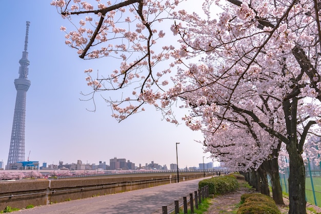 Фестиваль цветения сакуры в парке Асакуса Сумида Весной на реке Сумида
