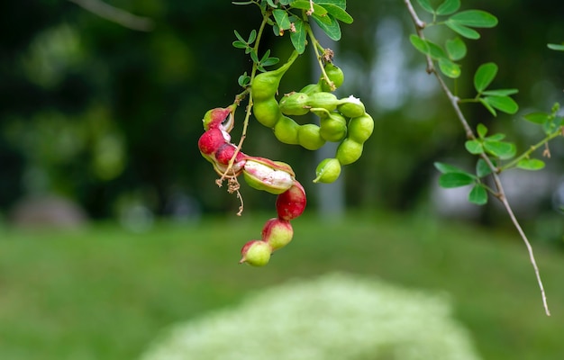 Asam Kranji (Dialium indum), the tamarind-plum seeds