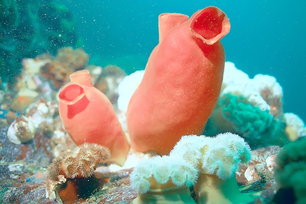 ascidia paarse onderwaterfoto koraalrif