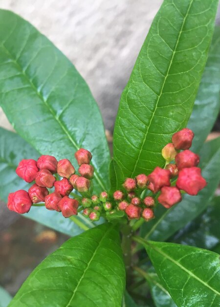 アスクレピア 赤と黄色の花