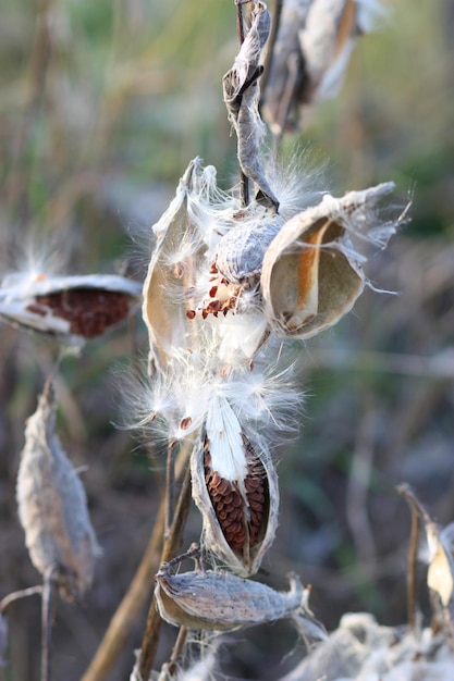 Asclepias syriaca